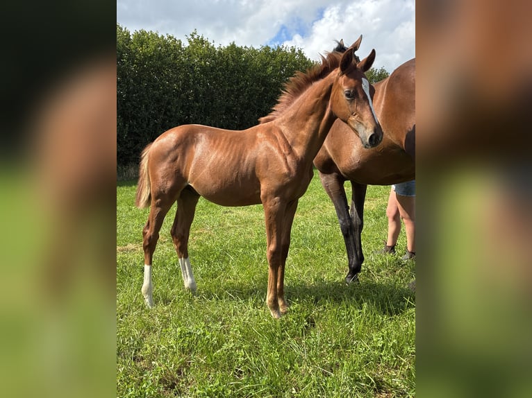 Oldenbourg Étalon 1 Année 170 cm Alezan brûlé in Blunk