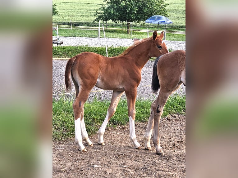 Oldenbourg Étalon 1 Année 170 cm Alezan brûlé in Isny im Allgäu