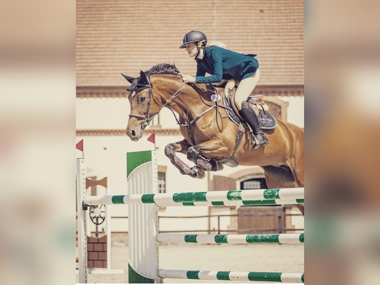 Oldenbourg Étalon 1 Année 170 cm Alezan in Radziejów