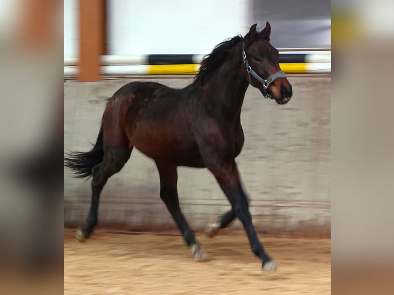 Oldenbourg Étalon 1 Année 170 cm Bai brun in Rehau