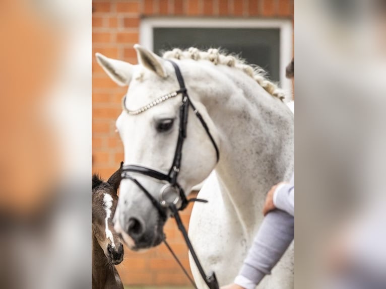 Oldenbourg Étalon 1 Année 170 cm Bai brun in Rosdorf