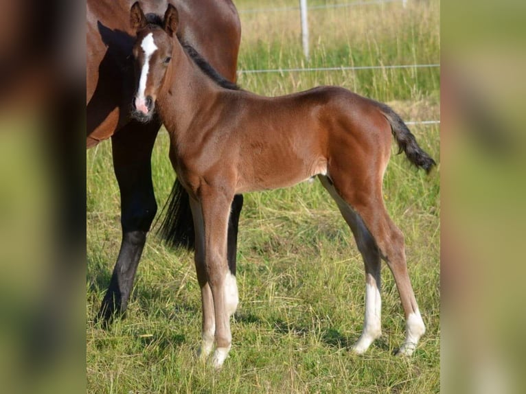 Oldenbourg Étalon 1 Année 170 cm Bai in Jordanów