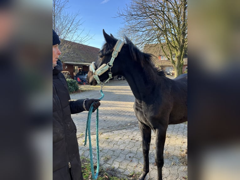 Oldenbourg Étalon 1 Année 170 cm Bai in Bassum