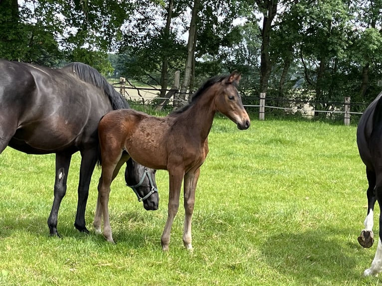 Oldenbourg Étalon 1 Année 170 cm Bai in Cloppenburg