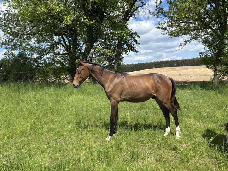 Oldenbourg Étalon 1 Année 170 cm Bai in Steinhöfel
