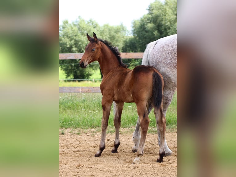 Oldenbourg Étalon 1 Année 170 cm Bai in Groß Roge