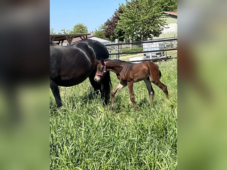 Oldenbourg Étalon 1 Année 170 cm in Hiddenhausen