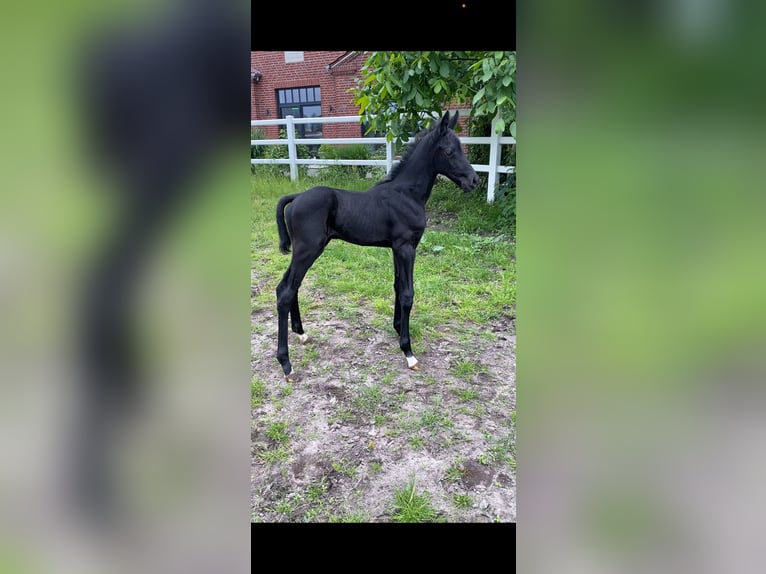 Oldenbourg Étalon 1 Année 171 cm Peut devenir gris in Wagenfeld