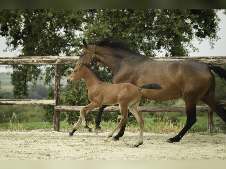 Oldenbourg Étalon 1 Année 172 cm Bai in Westouter