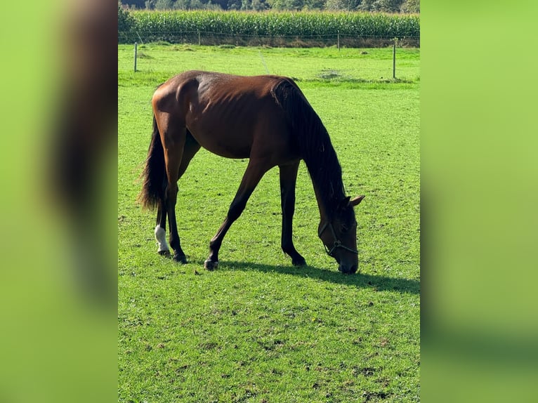Oldenbourg Étalon 1 Année 172 cm Bai in Großheide