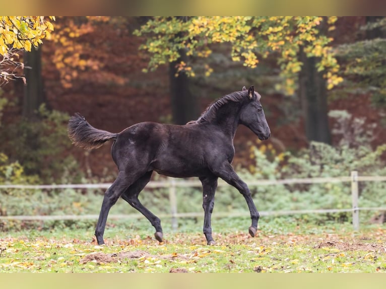 Oldenbourg Étalon 1 Année 172 cm Noir in Bissendorf