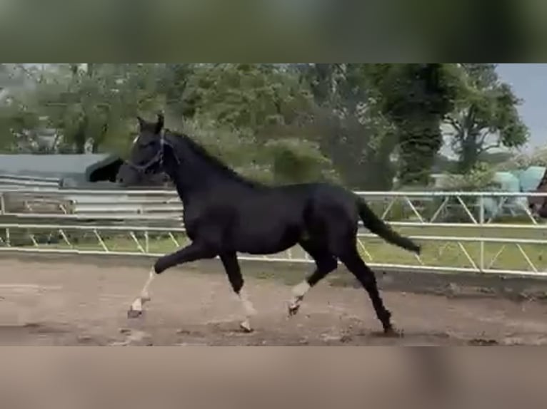 Oldenbourg Étalon 1 Année 172 cm Noir in Essen