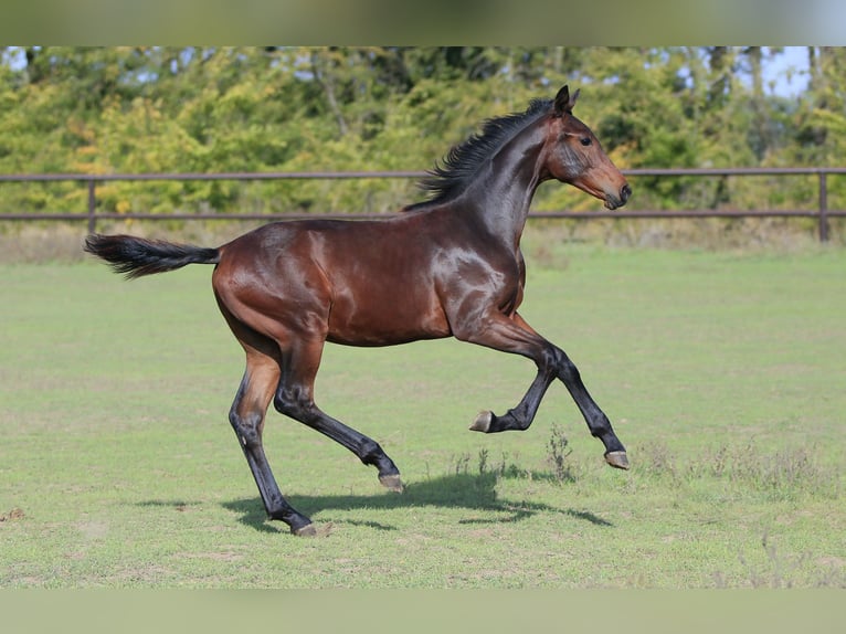 Oldenbourg Étalon 1 Année 175 cm Bai in Brytivka