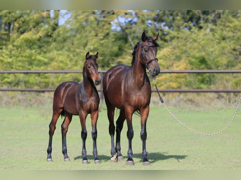 Oldenbourg Étalon 1 Année 175 cm Bai in Brytivka