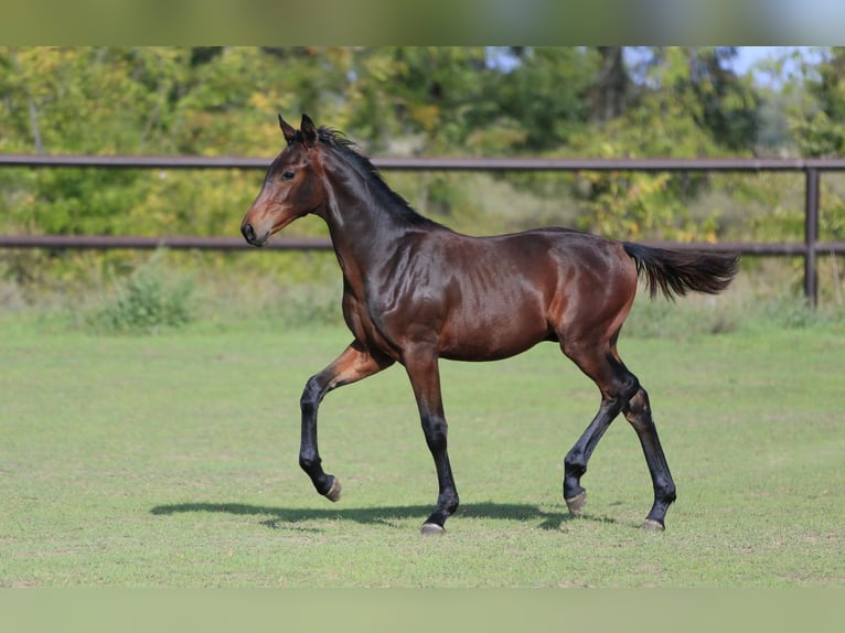 Oldenbourg Étalon 1 Année 175 cm Bai in Brytivka