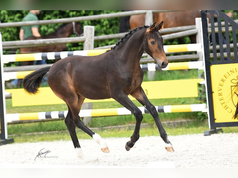 Oldenbourg Étalon 1 Année 175 cm Bai in Königswinter