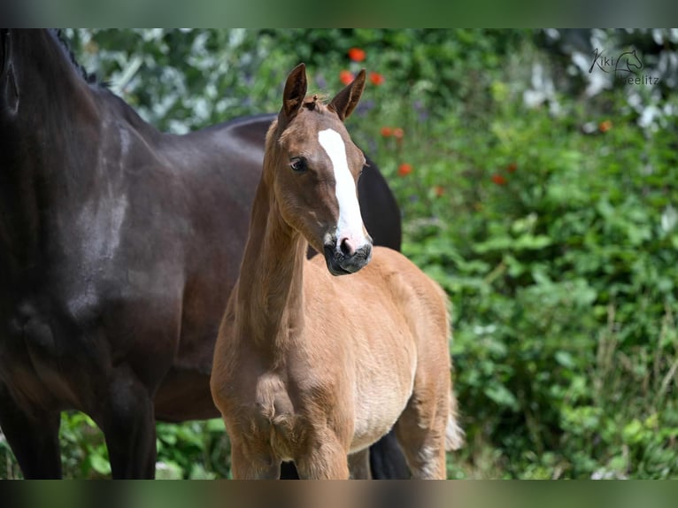 Oldenbourg Étalon 1 Année Alezan brûlé in Bismark