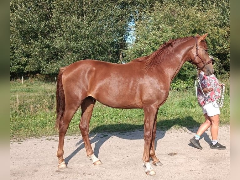 Oldenbourg Étalon 1 Année Alezan brûlé in Oeversee
