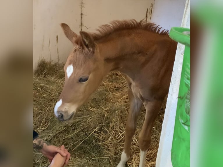 Oldenbourg Étalon 1 Année Alezan in Dahlenburg