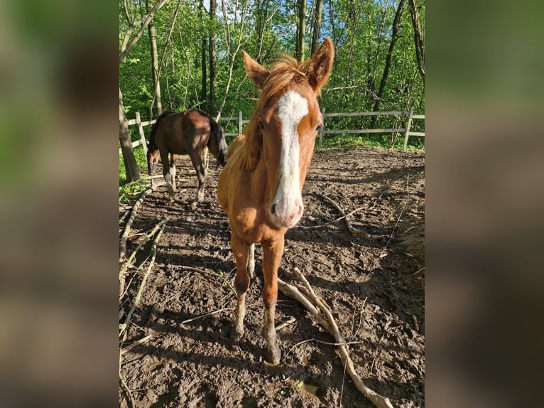 Oldenbourg Étalon 1 Année Alezan in Sdek