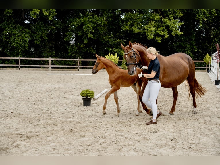 Oldenbourg Étalon 1 Année Alezan in Zülpich