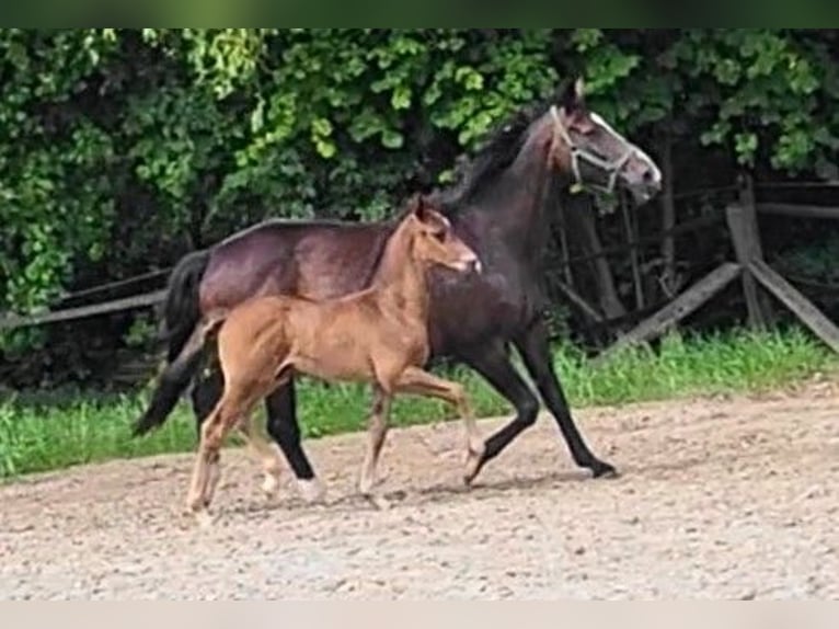 Oldenbourg Étalon 1 Année Bai brun in Butjadingen
