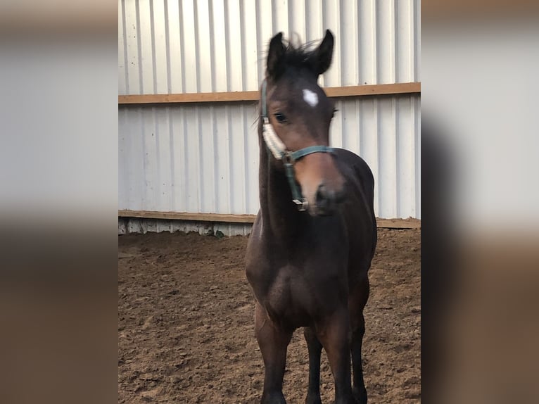 Oldenbourg Étalon 1 Année Bai brun in Hiddenhausen