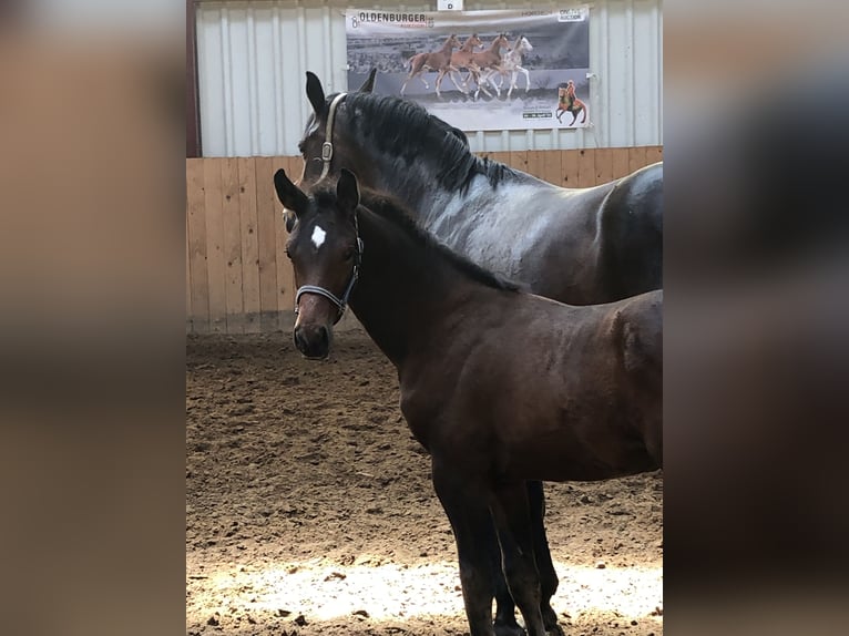 Oldenbourg Étalon 1 Année Bai brun in Hiddenhausen