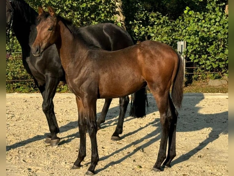 Oldenbourg Étalon 1 Année Bai brun in Eschenburg