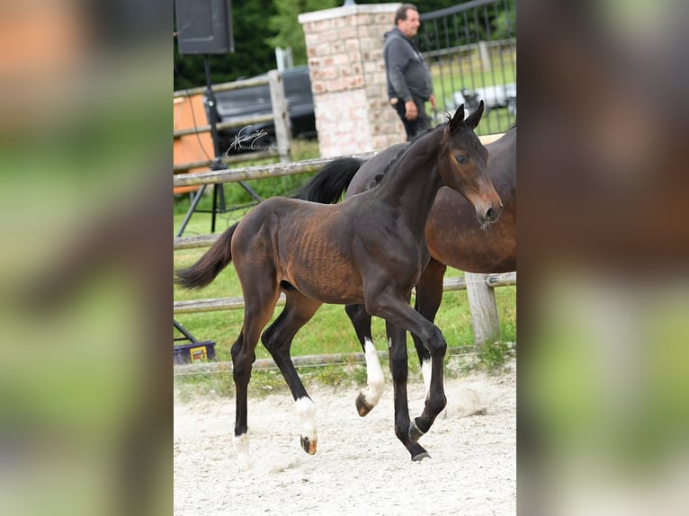 Oldenbourg Étalon 1 Année Bai brun in Helferskirchen