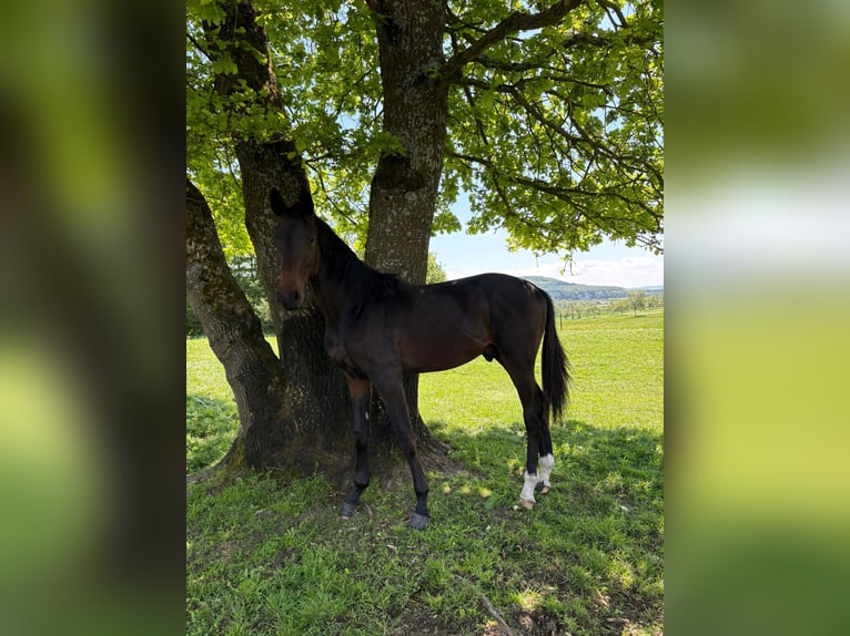Oldenbourg Étalon 1 Année Bai brun in Helferskirchen