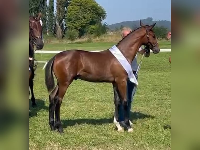 Oldenbourg Étalon 1 Année Bai brun in Schwadernau