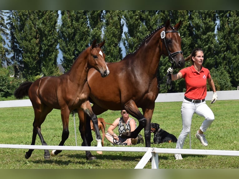 Oldenbourg Étalon 1 Année Bai brun in Schwadernau