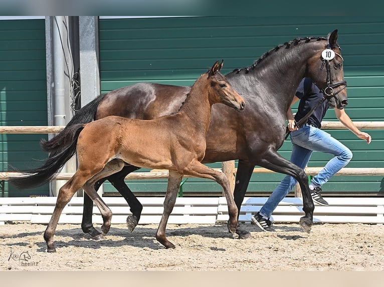 Oldenbourg Étalon 1 Année Bai brun in Wagenfeld