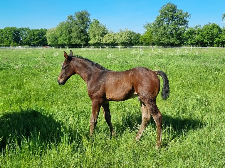 Oldenbourg Étalon 1 Année Bai brun in Bösel