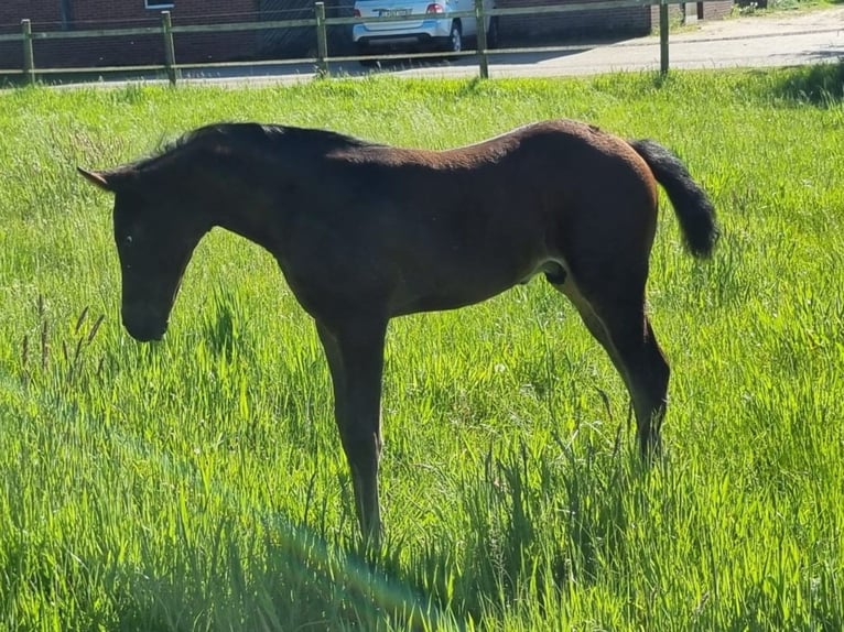 Oldenbourg Étalon 1 Année Bai brun in Bösel