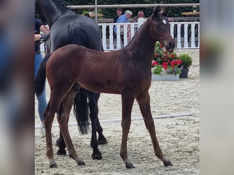 Oldenbourg Étalon 1 Année Bai brun in Bösel