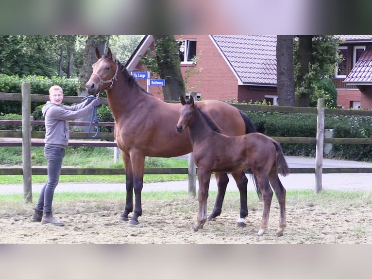 Oldenbourg Étalon 1 Année Bai brun in Cloppenburg