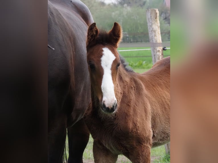 Oldenbourg Étalon 1 Année Bai brun foncé in Bramsche