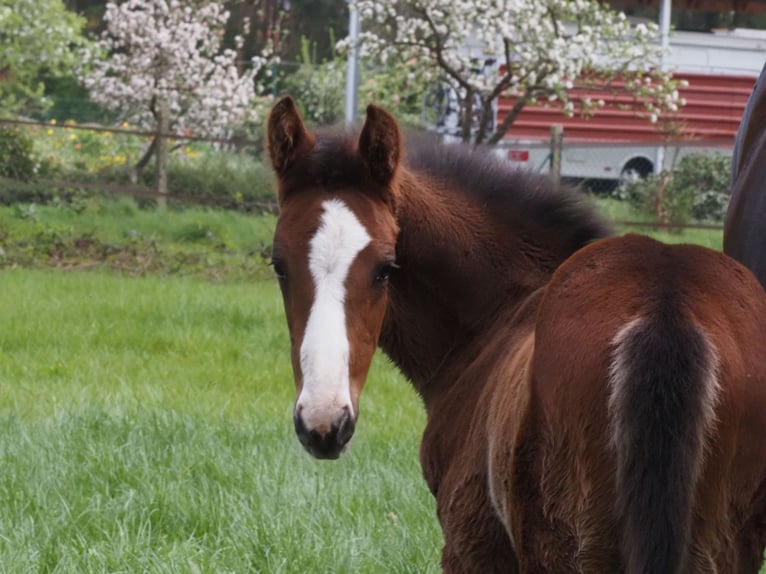 Oldenbourg Étalon 1 Année Bai brun foncé in Bramsche