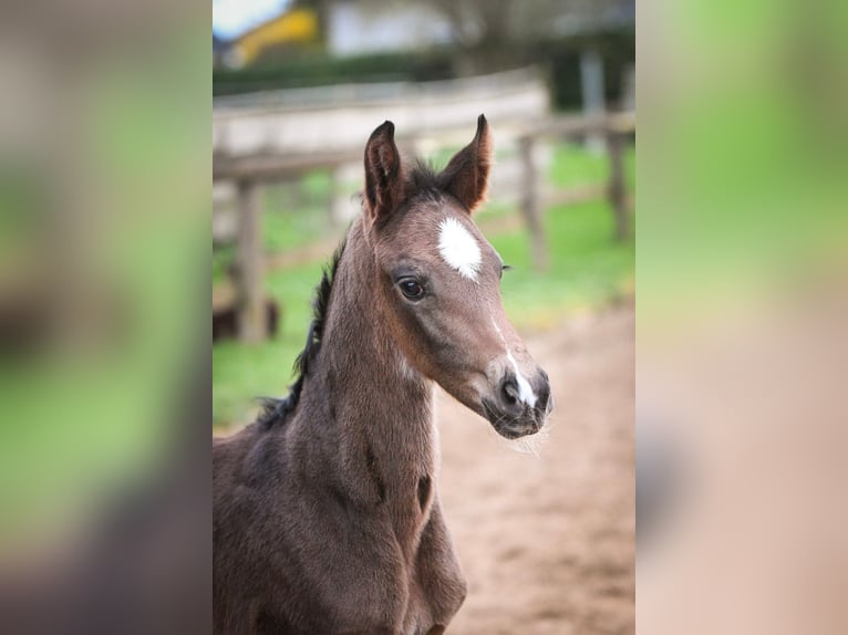 Oldenbourg Étalon 1 Année Bai brun foncé in Hetzerath