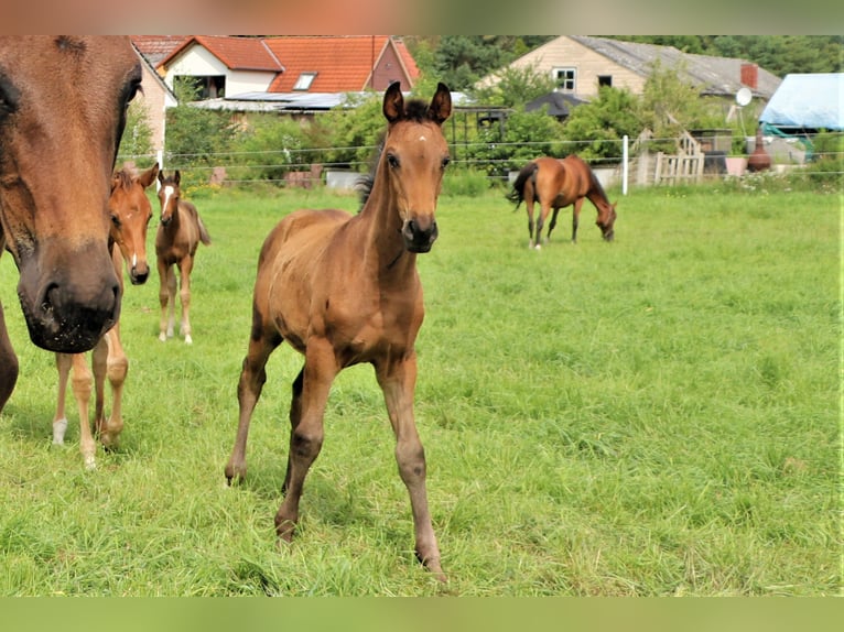 Oldenbourg Étalon 1 Année Bai brun foncé in Hankensbüttel