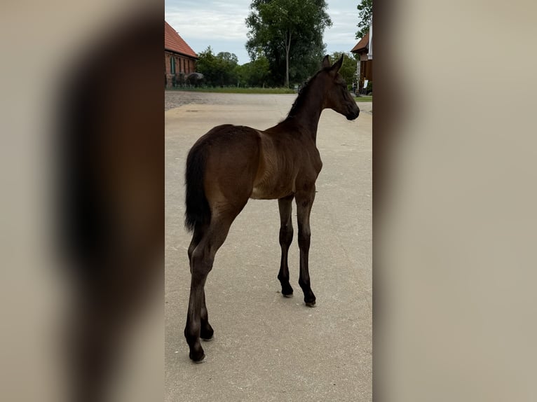 Oldenbourg Étalon 1 Année Bai brun foncé in Grebin