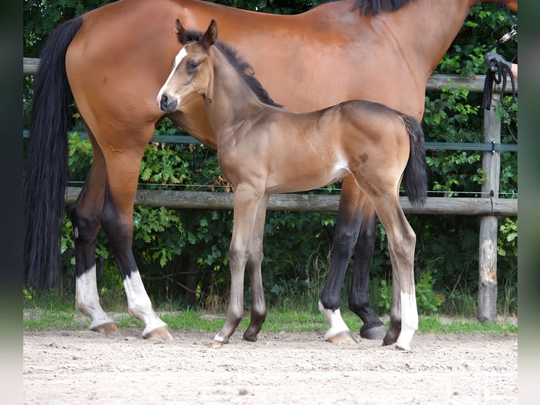 Oldenbourg Étalon 1 Année Bai brun foncé in Hude (Oldenburg)