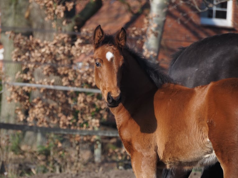 Oldenbourg Étalon 1 Année Bai in Alfhausen