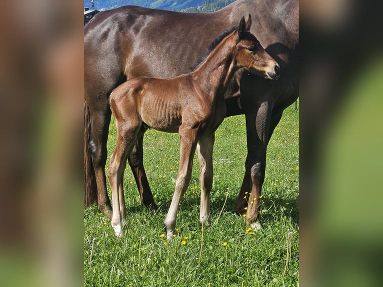 Oldenbourg Étalon 1 Année Bai in Flachau