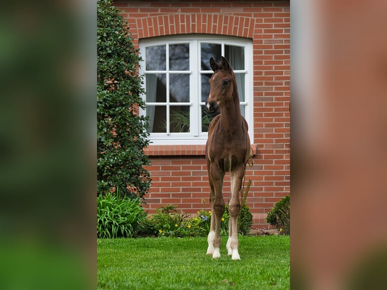 Oldenbourg Étalon 1 Année Bai in Löningen