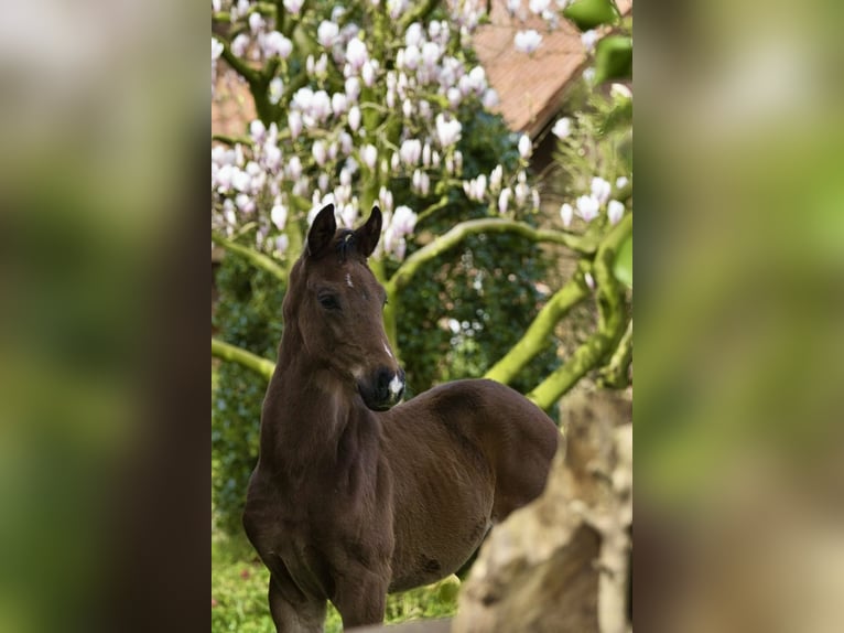 Oldenbourg Étalon 1 Année Bai in Löningen