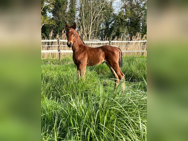 Oldenbourg Étalon 1 Année Bai in Ludwigsfelde