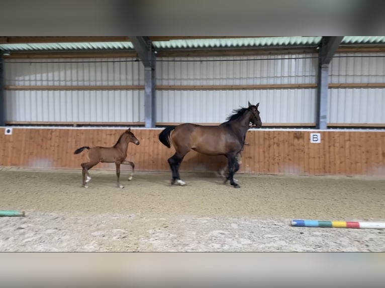 Oldenbourg Étalon 1 Année Bai in Molbergen